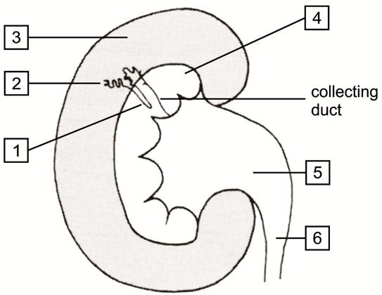 NTIONL SENIOR ERTIFITE: EQUINE STUIES Page 5 of 12 QUESTION 4 Label the diagram of the kidney below: [Introduction to Horse iology by Zoe avies] [6] QUESTION 5 Give the equine term used for the