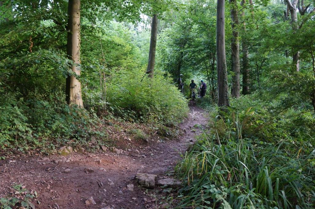 ii. Favourite trails Ashton Court received 100 votes for favourite trail, Leigh Woods 83.
