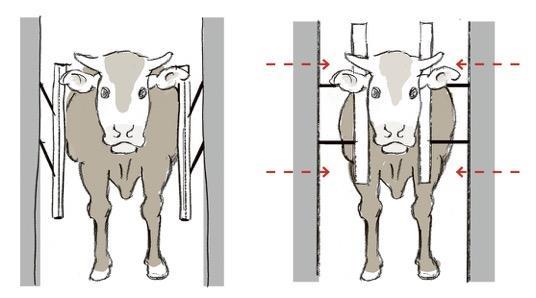 The operator is visible at the other end the operator should wait on the side until the animal has been restrained. The head can be lifted with a chin-lift (pictured).