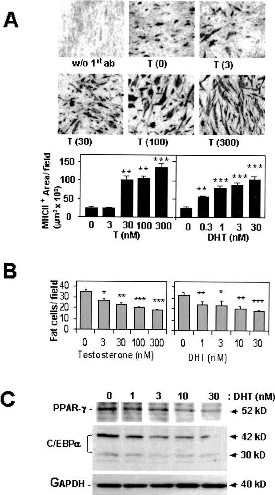 1108 BHASIN ET AL. Figure 3. Effects of testosterone supplementation on myogenic and adipogenic differentiation in C3H10T1/2 pluripotent cells [adapted with permission (42)].