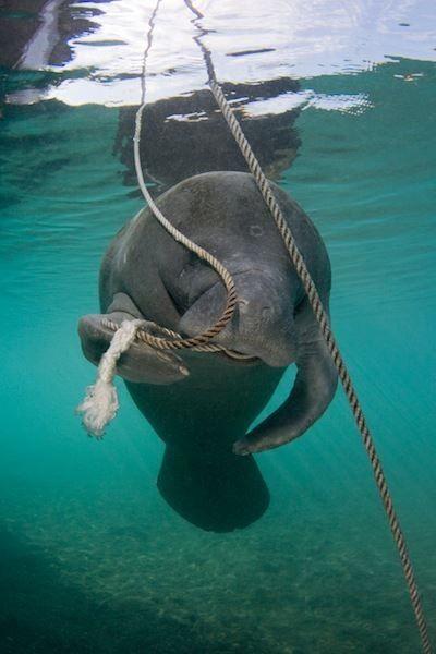 Manatees & Marine Debris Manatees may be at increased risk due to their curious & inquisitive nature Observed manipulating novel objects in their environment with their flippers & mouths Interaction