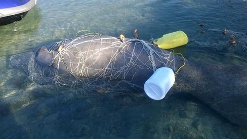 Consequences to Manatees Debris may negatively impact: Reproduction & Nursing