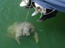 Education & Prevention Continued efforts to rescue entangled manatees & remove