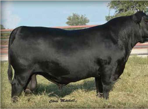 WAR PARTY GENETICS 44 War Party H 3070 / Lot 214 214 44 War Party H 3070 Birth Date: 2-7-2013 Bull 17482100 Tattoo: 3070 #Connealy Onward #Connealy Lead On Werner War Party 2417 Altune of Conanga