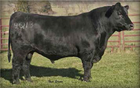 217 PERFORMANCE PROSPECTS 44 New Day 3718 [DDF] 44 Direct Edge 3064 [DDF] Birth Date: 1-28-2013 Bull 17457707 Tattoo: 3718 #+Boyd New Day 8005 #AAR New Trend B/R New Day 454 SVF Forever Lady 57D
