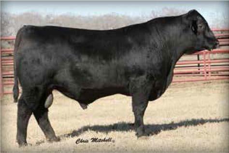 Upshot 313 is a low birth prospect produced by the longtime member of the Seagraves Angus and Daltons on the Sycamore joint embryo programs, Isabel T170.