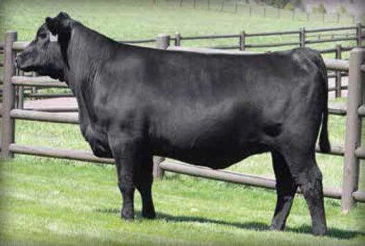 TOTAL IMPACT SONS 44 745 Total Impact 3128 Birth Date: 3-18-2013 Bull +17612950 Tattoo: 3128 289 Spruce Mtn Lucy 3363 / A full brother sells as Lot 287.