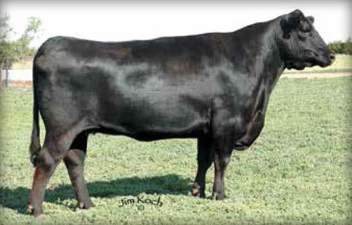 Hunter Farms Genetics and Anderson Circle donor, Ruby of Tiffany 5113.