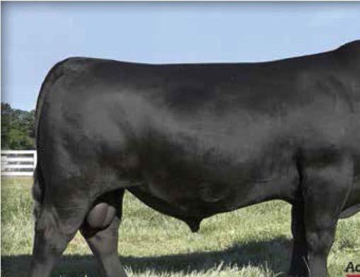 HERD SIRE BATTERY VAR Discovery 2240 / Reference Sire A A VAR Discovery 2240 [AMF-CAF-DDF-M1F-NHF] Birth Date: 3-6-2012 Bull 17262835 Tattoo: 2240 #Mytty In Focus [RDF] #SAF Focus of ER AAR Ten X