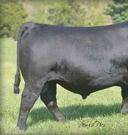 Capitalist 028 is a calving-ease and growth prospect sired by Final Answer and he stems from a daughter of the longtime balanced-trait Select Sires roster member, Bextor.