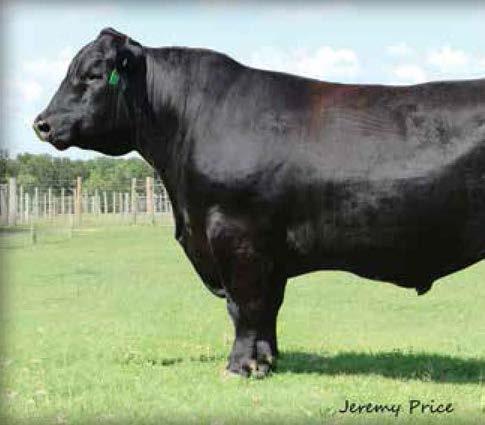 HERD SIRE BATTERY EF Authentic 0829 / Reference Sire E E EF Authentic 0829 [AMF-CAF-DDF-NHF] Birth Date: 1-6-2010 Bull 16822472 Tattoo: 0829 #B/R New Design 036 #VDAR New Trend 315 GAR New Design