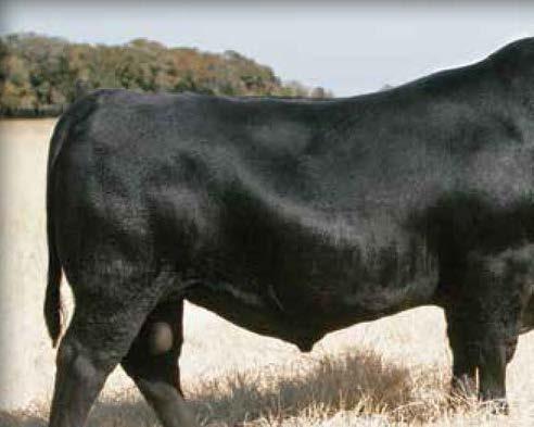 19 Authentic 0829 is a calving-ease specialist and was selected to add the influence of the multi-trait leader, New Design 5050 to the 44 Farms herd sire battery and he combines the multi-trait
