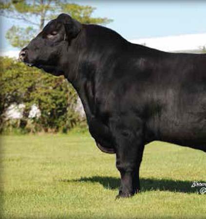 HERD SIRE BATTERY Werner War Party 2417 / Reference Sire G G Werner War Party 2417 [AMF-CAF-DDF-NHF] Birth Date: 9-1-2007 Bull +16004857 Tattoo: 2417 #Connealy Lead On #Connealy Leadtime Connealy