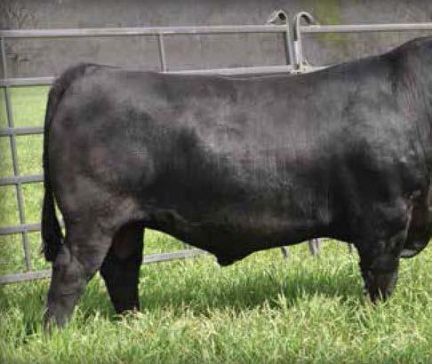 program. The dam of War Party was a valuable member of the 44 Farms donor program and headlined the 2011 Sale at 44 Farms selling to Crazy K Ranch to anchor their up and coming donor program.