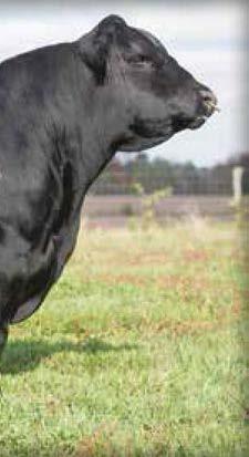 77 Conveyance 0X52, currently ranks Number 23 for $B and was the $62,500 top-selling bull of the 2011 44 Farms Prime Cut Bull Sale and blends the popular 44 Farms sire, War Party with the nowdeceased