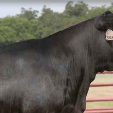 44 Rita A235 / Lot 4A 44 Rita 3798 / Lot 4B 44 Rita 3799 / Lot 4C Rita 5F56 of 1I98 FD / The $62,500 dam of Rita 0M6 and the females selling as Lots 4A through 4C.