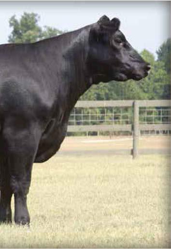 AUTHENTIC SONS 20 B/R Ruby 7130 / The second-generation donor dam at 44 Farms, sons sell as Lots 18 through 20.