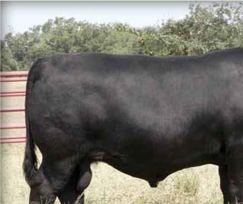 PERFORMANCE GENETICS 44 King James A221 / Lot 34 34 44 King James A221 Birth Date: 9-18-2013 Bull 17611882 Tattoo: A221 44 King James 7526 #SS Objective T510 0T26 44 CKR King James X005 +Clifton