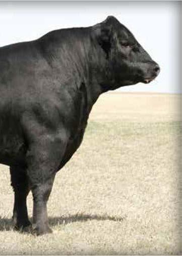 CAPITALIST SONS Connealy Capitalist 028 / Sons of this 44 Farms herd sire sell as Lots 35 through 44.