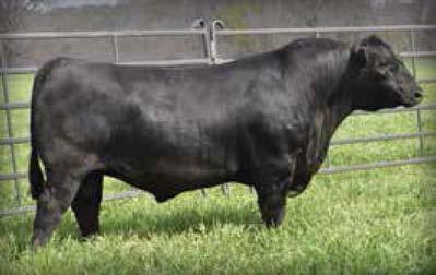 13 REA proven sire sells as Lot 59.