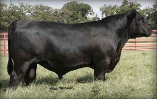 MB and REA. Big Mountain 3336 is a multi-trait prospect and stems from a dam combining War Party 2417 and Foresight with the former 44 Farms matriarch, Ruby of Tiffany 8250.