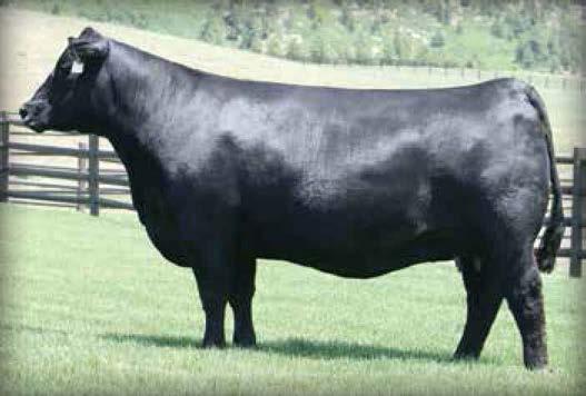 Riverbend Blackbird T1088 / Sons of this $50,000 half interest power cow sell as Lots 96 and 97.