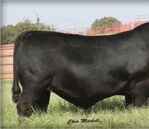 PERFORMANCE PROSPECTS 44 Big Shot 3335 / Lot 114 112 44 Significant 4513 Birth Date: 9-5-2013 Bull +17827456 Tattoo: 4513 Connealy Consensus 7229 Connealy Consensus EXAR Significant 1769B Blue Lilly