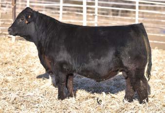 3 Rank 10 15 4 85 10 35 2 1 Cowboy Up is a powerfully constructed son of Cowboy Cut with incredible growth, performance and docility.