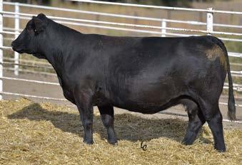1 Rank 1 5 65 80 25 30 5 40 Balanced genetic profile and an outcross pedigree with noticeable maternal performance.
