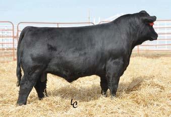 3 Rank 1 15 40 95 2 45 1 1 A unique calving ease pedigree acquired with those specifics in mind; Big Timber is bred to be calving ease.