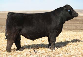 7 Rank 85 25 10 95 10 50 20 2 As physically appealing as you can make a SimAngus bull. Not just another pretty face however at +126 for YW EPD and +74 for Maternal Weaning Wt.
