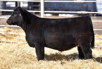 9 90 Rank 20 75 1 95 40 20 10 2 Makers Mark semen is in short supply with no more to be collected. One of the top bulls in the breed for power and growth.