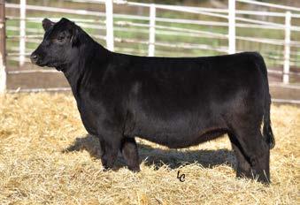 26 0.39 134.1 81.8 Rank 15 1 1 99 65 90 35 15 Super performance sire with high accuracy, top 1% growth genetics.
