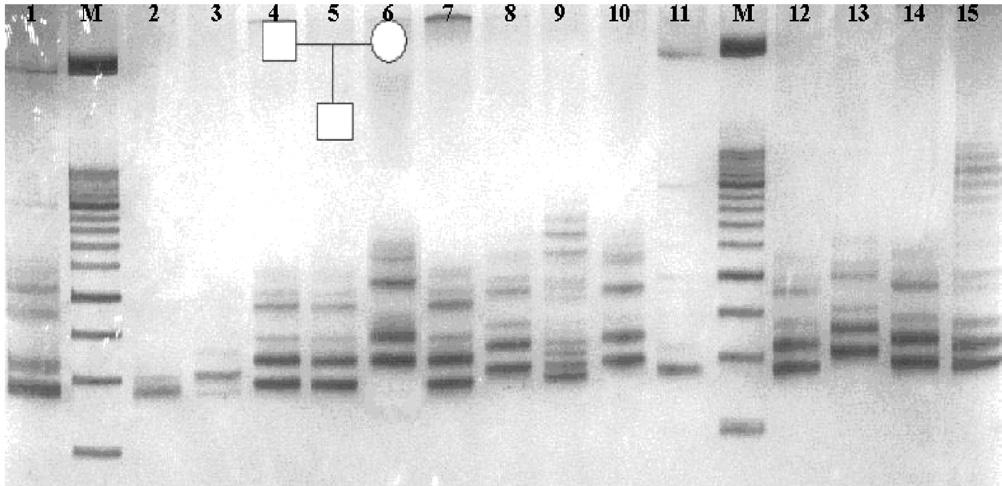 reported by the horse applied genetics committee of ISAG for individual identification and parentage verification. Fifteen µl of PCR mixture containing 1X PCR buffer; 5 mm MgCl 2 ; 0.