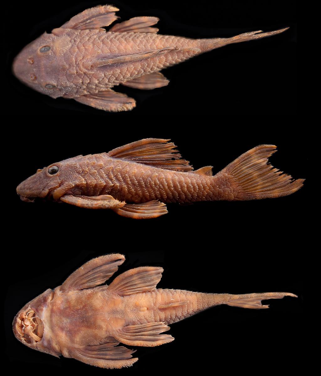 Boletín del Museo nacional de Historia Natural del Paraguay Vol. 17, Nº 1 (Agosto 2013) 69 Figure 1. Dorsal, lateral, and ventral view of the specimen of Hypostomus peckoltoides, MNHNP 2905, 120.