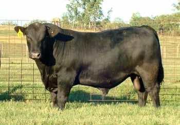 Bull Buyer s Guide Revised by Ted G. Dyer and Ronnie Silcox, Extension Animal Scientists Original manuscript by Dan T. Brown and Ronnie E.