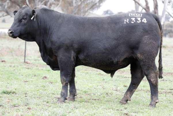The 2 nd bull to hit the $40,000 mark was the youngest bull in the sale, Millah Murrah Nectar N334.