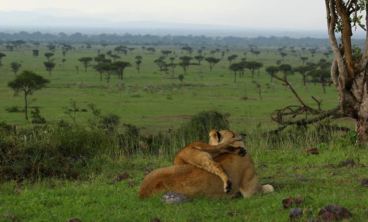 The Nyasarori pride can expect some new members in the coming months as two females have been mating with the dominate