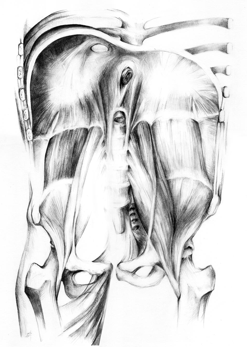 of the Left AIC Pattern Psoas
