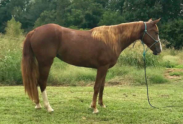 JEWELS Sorrel Grade Tennessee Walker Mare 16 This is a really pretty cocky filly that rides better than most old