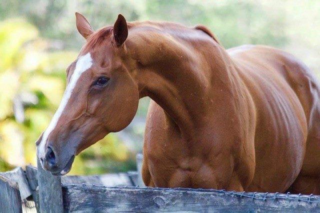 FABULOUS SASHA 0919819 Chestnut TB Mare 09 Olmodavor AP Indy Fabulous Frolic A granddaughter of a Belmont and Breeders Cup Classic sire who earned $2,900,000. This mare s sire.