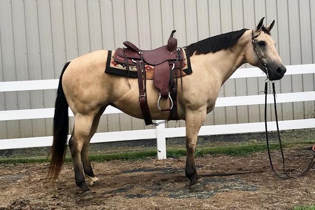 MISS T BUTTERFINGER 505590 Buckskin QH Mare 07 LH Butterfinger Miss Loun Jet Tivio Hank Loun Prescription A beautiful heavy muscled cow bred mare that is the total package.