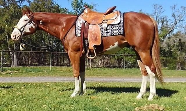 ! THE ULTIMATE DEAL 1066682 Sorrel Overo Paint Stallion 16 Joses Real Deal The Ultimate Sondee RR Jose Cuervo The Ultimate Fancy This great grandson of Skipa Star Jr, and Sonny Dees Tradition, QH