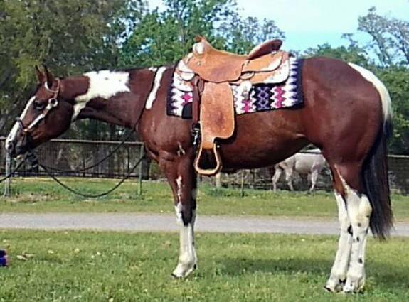 AN IMPRESSIVE ROSE 1075768 Bay Tobiano Paint Mare 16 Will He Send Roses Miss Lilly Page QH Gentlemen Send Roses Page Impressive QH This young filly is 5 Panel Tested Negative