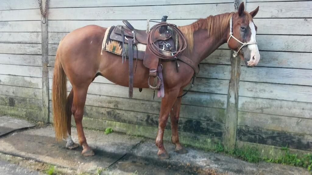 DOC HICKORY SUGAR 5244236 Sorrel QH Gelding 09 Taquito Sugar Poor Hickory CJ Sugar Hickoryote This gelding was bred and born on the King Ranch and boasts Son O Sugar, Peppy San Badger, Doc s Hickory,