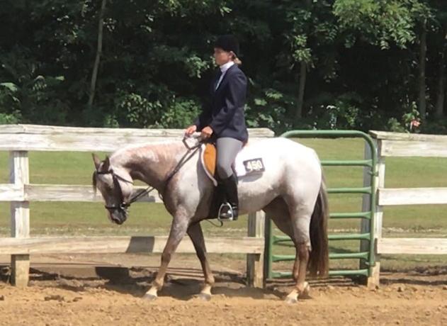 MY GAL FRIDAY Roan w/white blanket POA Mare 14 Docs Macho Man Shez Got It All Docs Ruff n Tough Docs Ruff N Zip This is a fancy five panel tested show pony.