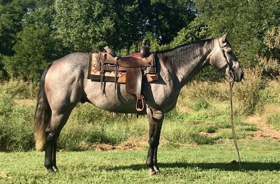 SPARKYS ROMIN GLORY Red Roan QH Mare 98 Sparkling Zipper Elegant Sleeper Zippo Pine Bar Sleeps Sizzler A sweet, gentle child safe mare that is broke to ride and has been ridden in parades, on the
