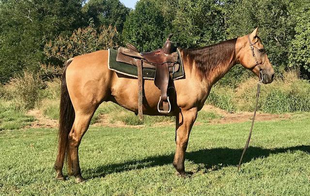 He has been halter broke, ties, and is doing good on the leadline. This guy is as fancy as they come and a red roan beauty.