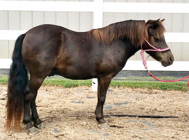 OZARKS MISS SMOKY MONDAY Grullo AMHR Gelding 12 years old Ozarks Texas Bill Pegasus Lady of the West If anyone is looking for a gentle mini then here he is!