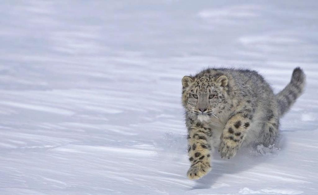Listed as an endangered species in the IUCN Red list, the snow leopard (Panthera Uncia) is distributed over 12 range countries in Asia including Nepal.